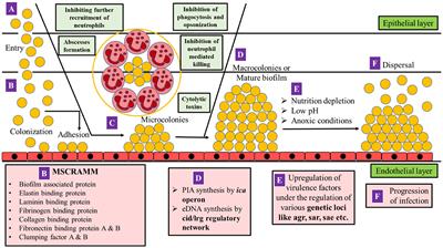 Frontiers A genetic regulatory see saw of biofilm and virulence